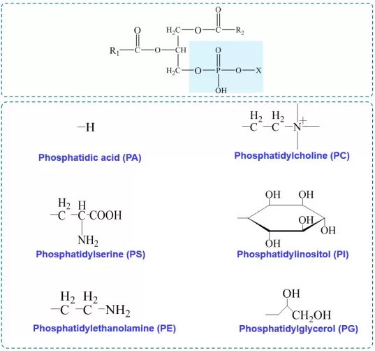 Glycerophospholipids structure